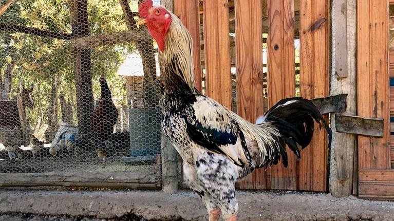 GALINHA CAIPIRA - como selecionar aves para formação de plantel de qualidade