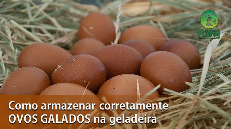 OVOS GALADOS - como guardar corretamente na geladeira