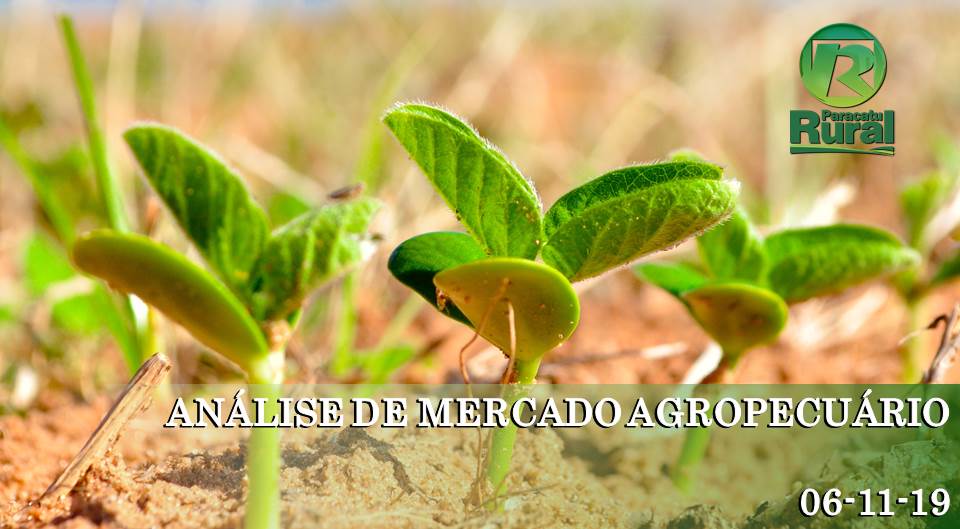 ANÁLISE DE MERCADO AGROPECUÁRIO 06-11-19