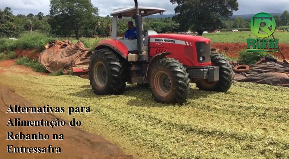 Alternativas para alimentação do rebanho na entressafra
