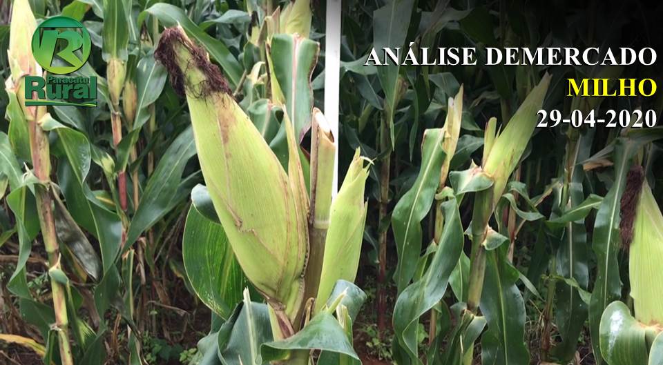 Plantio do MILHO nos EUA está em ritmo acelerado