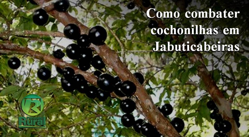 Como combater cochonilhas