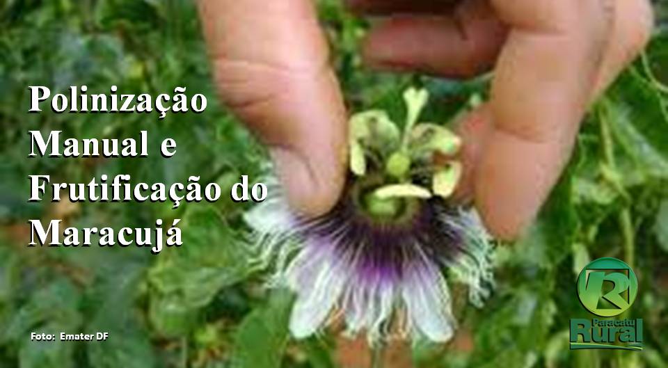 Polinização Manual e Frutificação do Maracujá