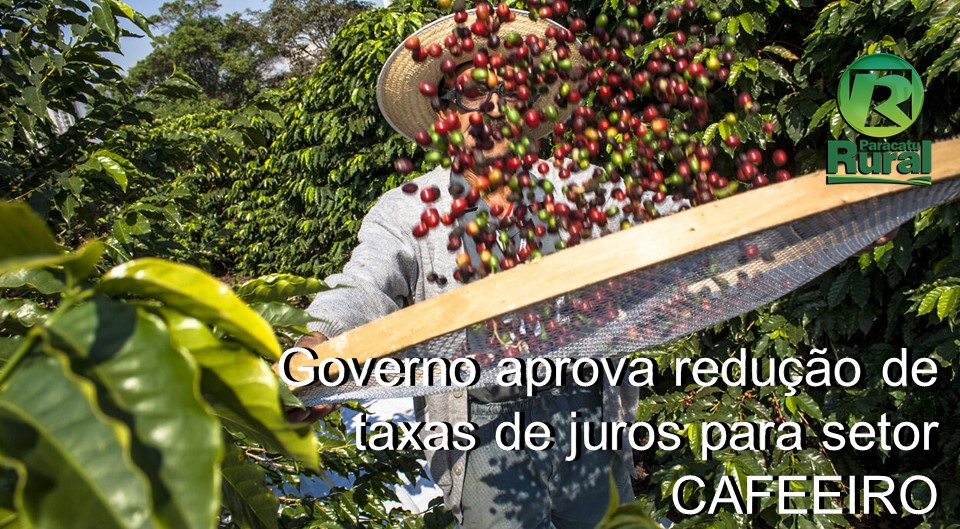 Governo aprova redução de taxas de juros para setor CAFEEIRO