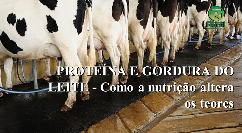PROTEÍNA E GORDURA DO LEITE - 4º episódio -  Como a nutrição altera os teores