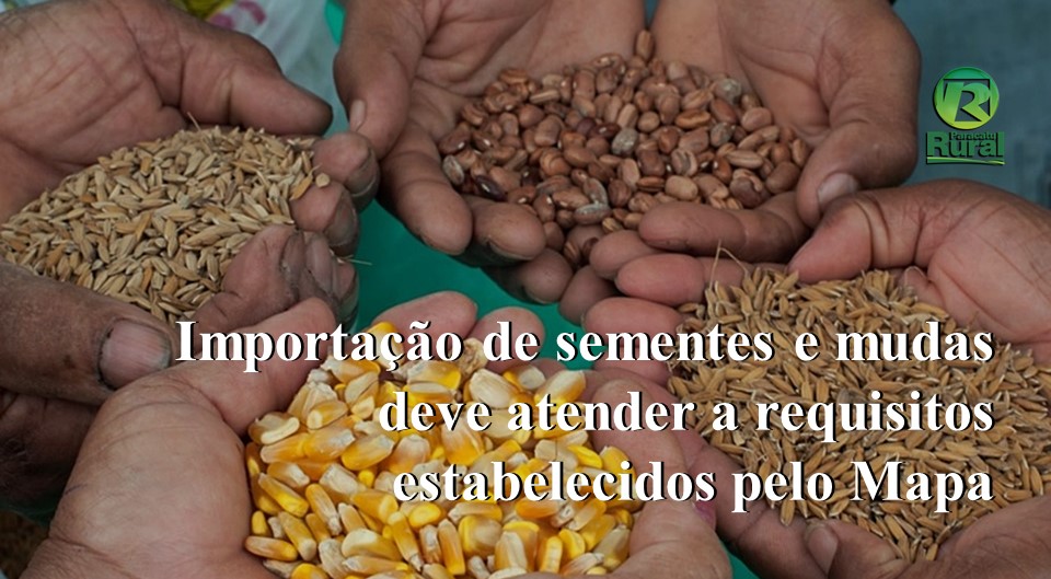 Importação de sementes e mudas deve atender a requisitos estabelecidos pelo Mapa