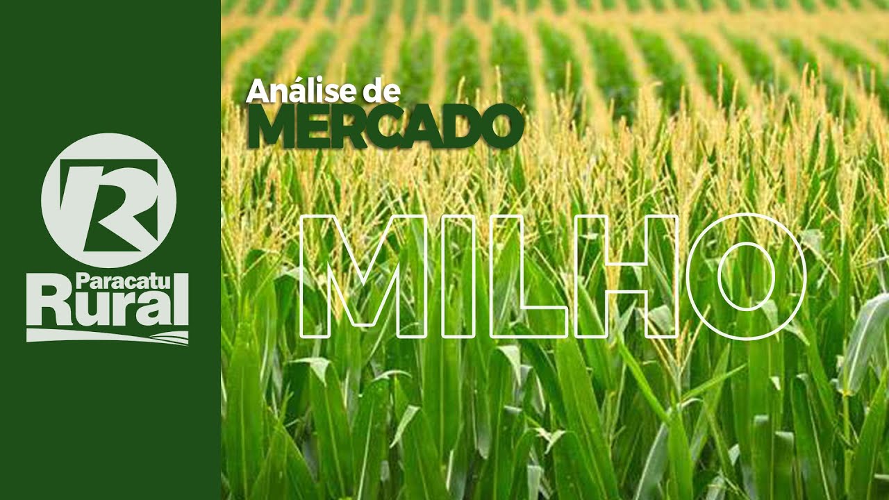 Mercado do MILHO - 25-10-2020