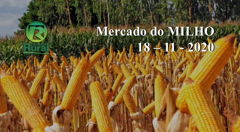 Mercado do MILHO - 18 - 11 - 2020