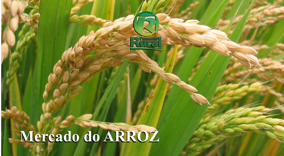 Mercado do ARROZ - 24 - 12 - 2020