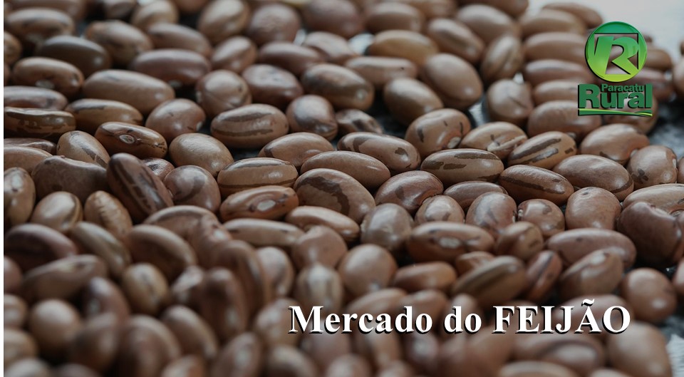 Consultores fazem avaliação do Mercado do Feijão em 2020 e perspectivas para 2021