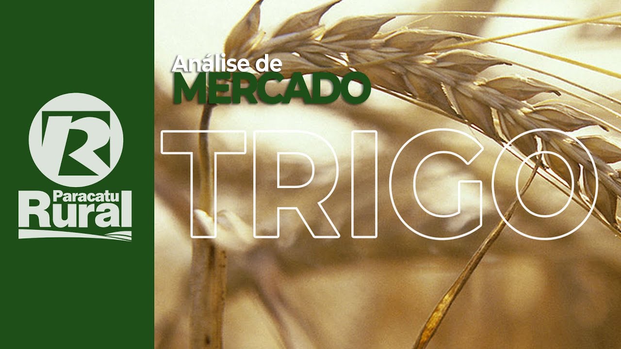 MERCADO DO TRIGO - 13 - 01 - 2021