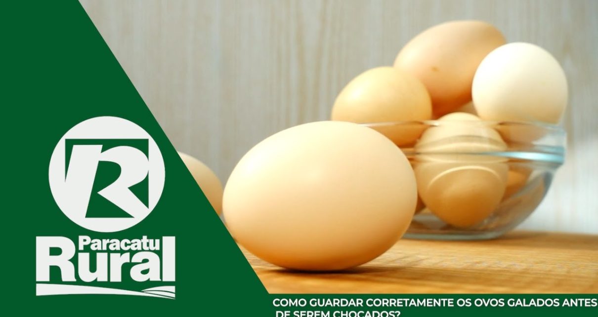 Como guardar corretamente os OVOS GALADOS antes de serem chocados ...