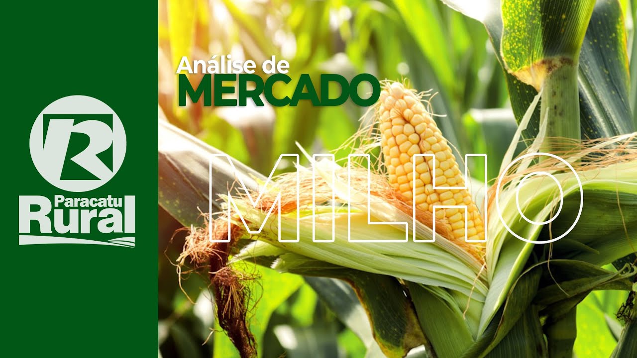 MILHO no Brasil tem pouca oferta; SAFRINHA indefinida por causa dos atrasos e depende de chuvas