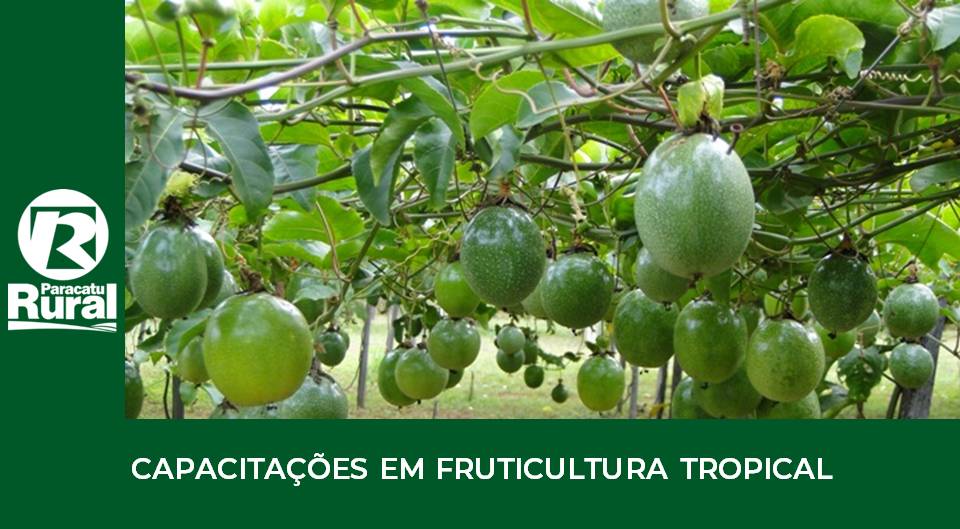 Capacitação em fruticultura tropical da EMBRAPA começa com a cultura do MARACUJÁ