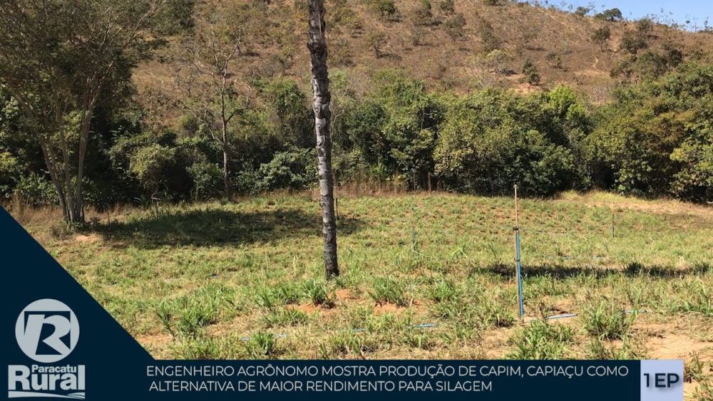 Capim CAPIAÇU, uma alternativa de maior rendimento para silagem é apontado por Engenheiro Agrônomo