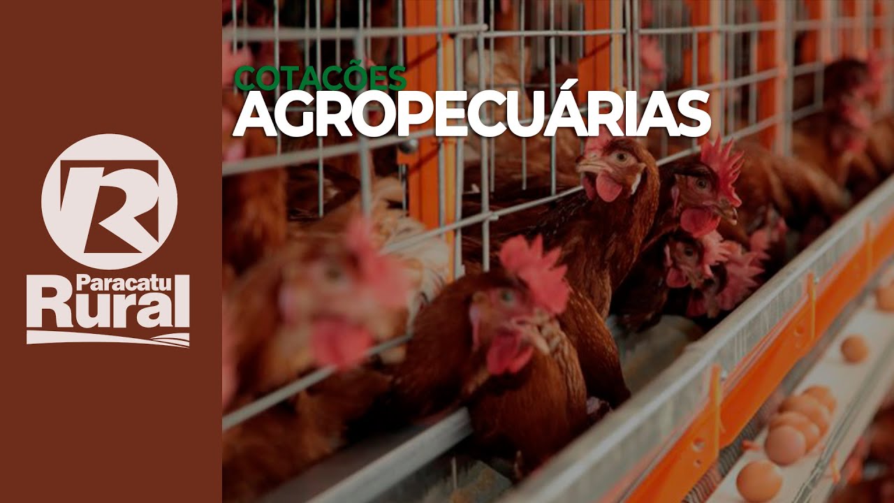 Cotações Agropecuárias 19-08-2021