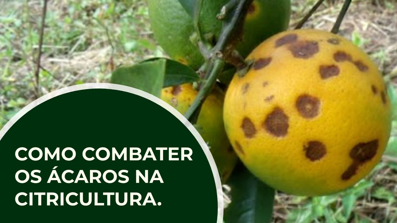 Como combater os ÁCAROS na CITRICULTURA