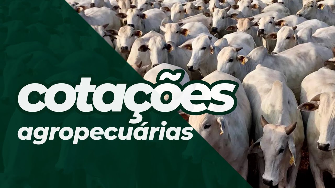 Cotações Agropecuárias 25-11-2021