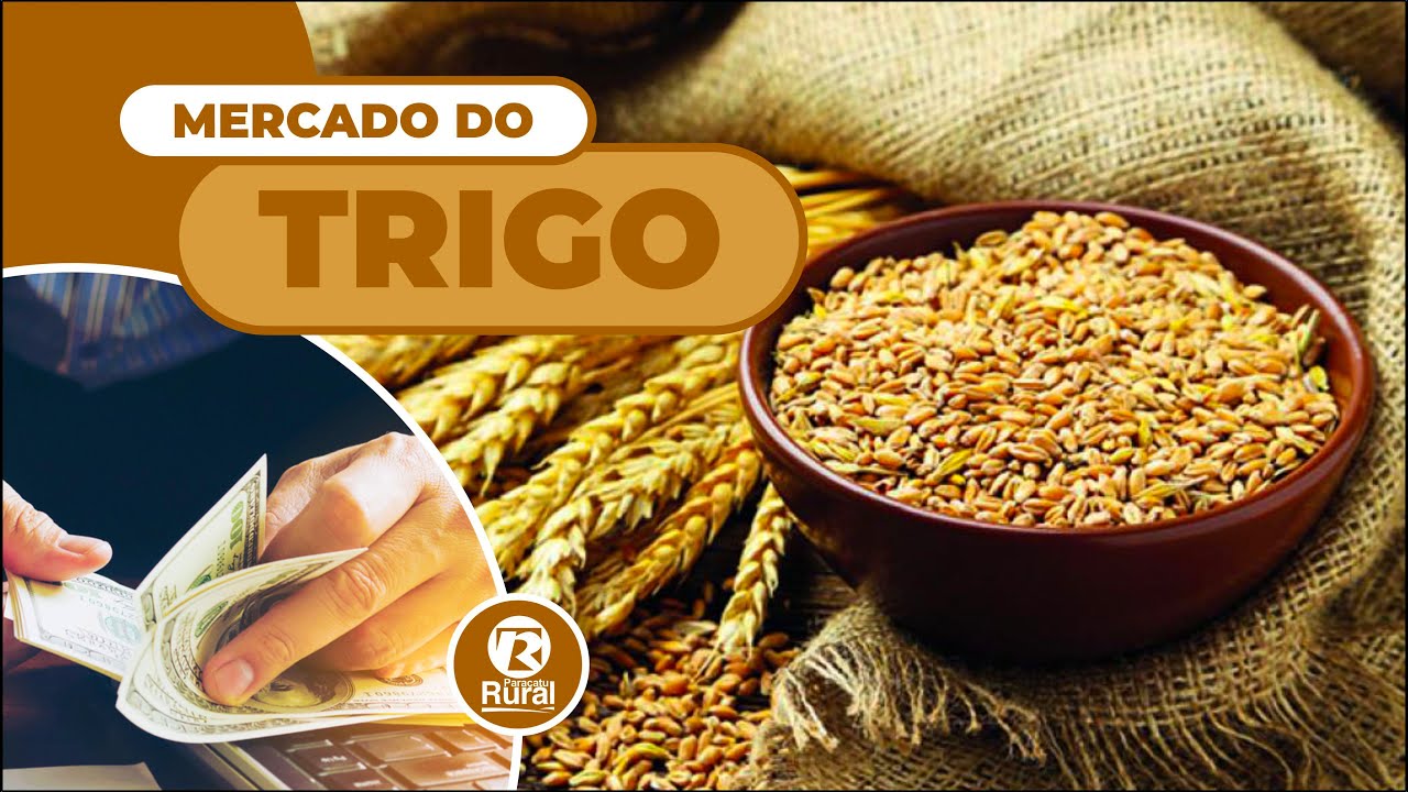 TRIGO tem uma das maiores safras dos últimos anos no Brasil