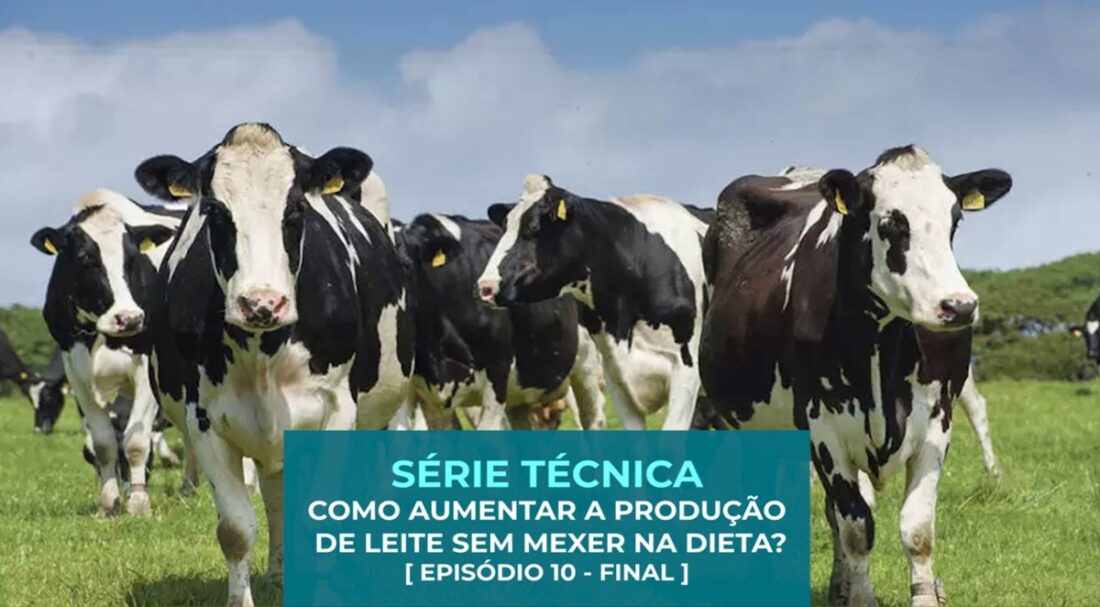 Como AUMENTAR A PRODUÇÃO DE LEITE sem mexer na dieta? Episódio 10 - Final