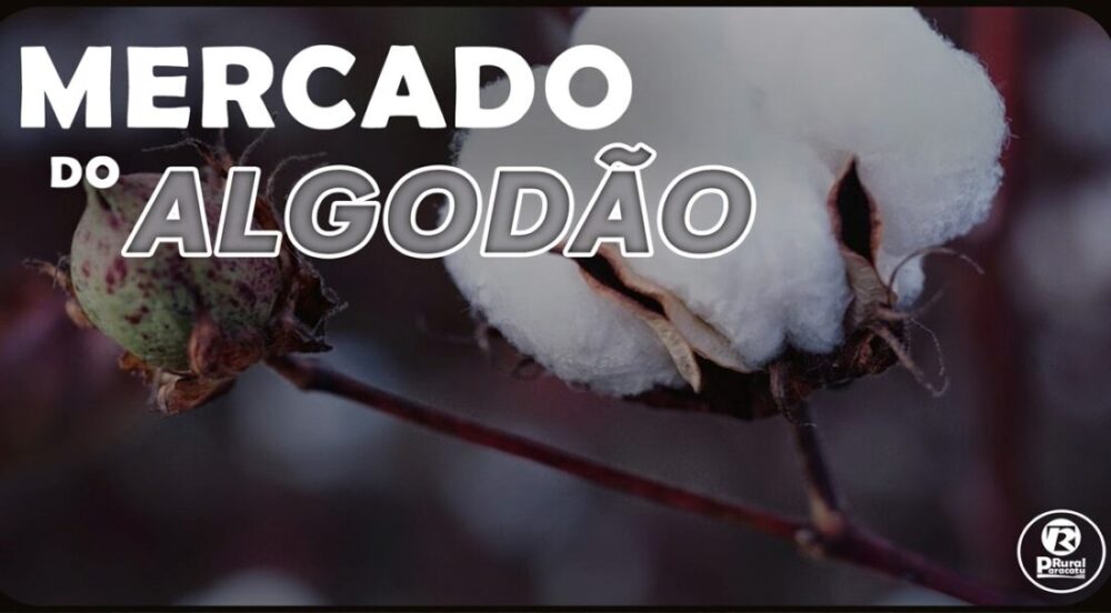 Tendência de diminuição de áreas de cultivo de ALGODÃO pelo Mundo, afirma diretor da AMIPA.