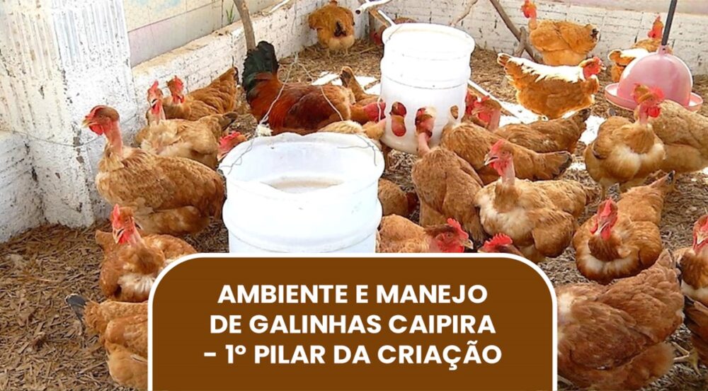 Ambiente e Manejo é o 1º pilar para criação de frango e galinha caipira ...