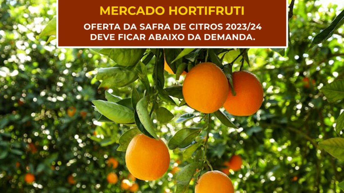MERCADO HORTIFRUTI: Oferta da safra de Citros 2023/24 deve ficar abaixo da demanda.