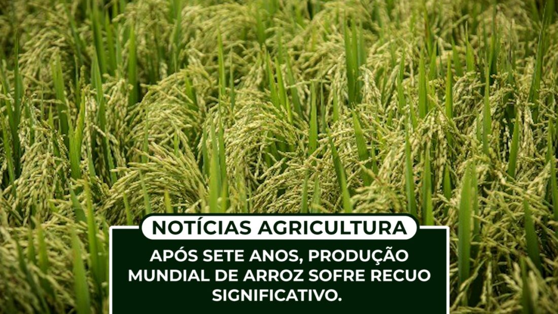 Após sete anos, produção mundial de arroz sofre recuo significativo.