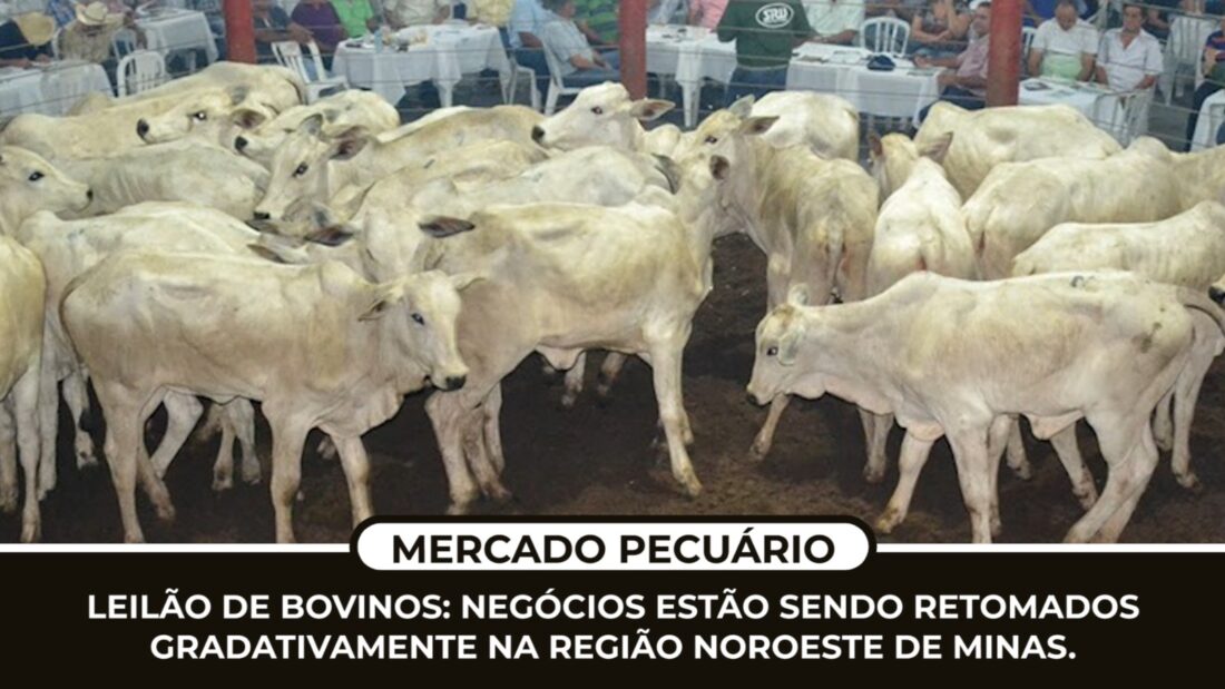 Leilão de BOVINOS: negócios estão sendo retomados gradativamente na região Noroeste de Minas.