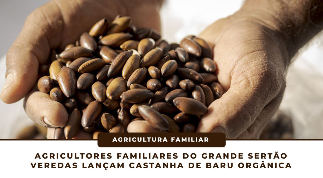 Agricultores familiares do Grande Sertão Veredas lançam castanha de baru orgânica