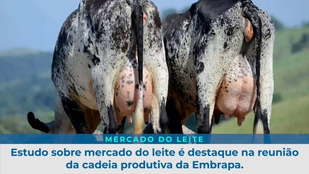 Estudo sobre mercado do leite é destaque na reunião da cadeia produtiva da Embrapa