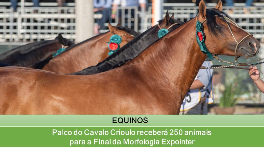 Lance Rural transmite o Cavalo Crioulo na EXPOINTER ao vivo e