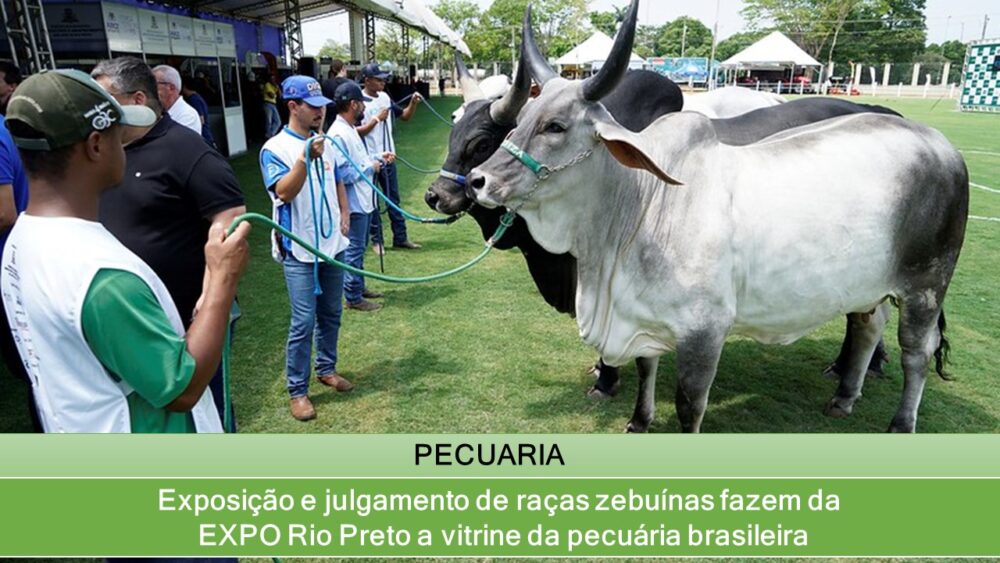 Exposição e julgamento de raças zebuínas fazem da EXPO Rio Preto a vitrine da pecuária brasileira