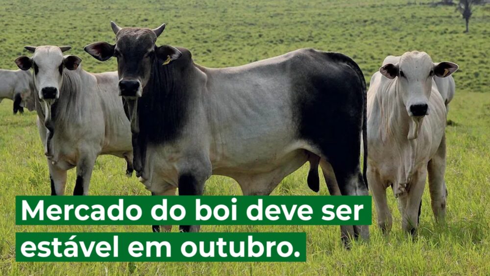 Mercado do boi deve ser estável em outubro