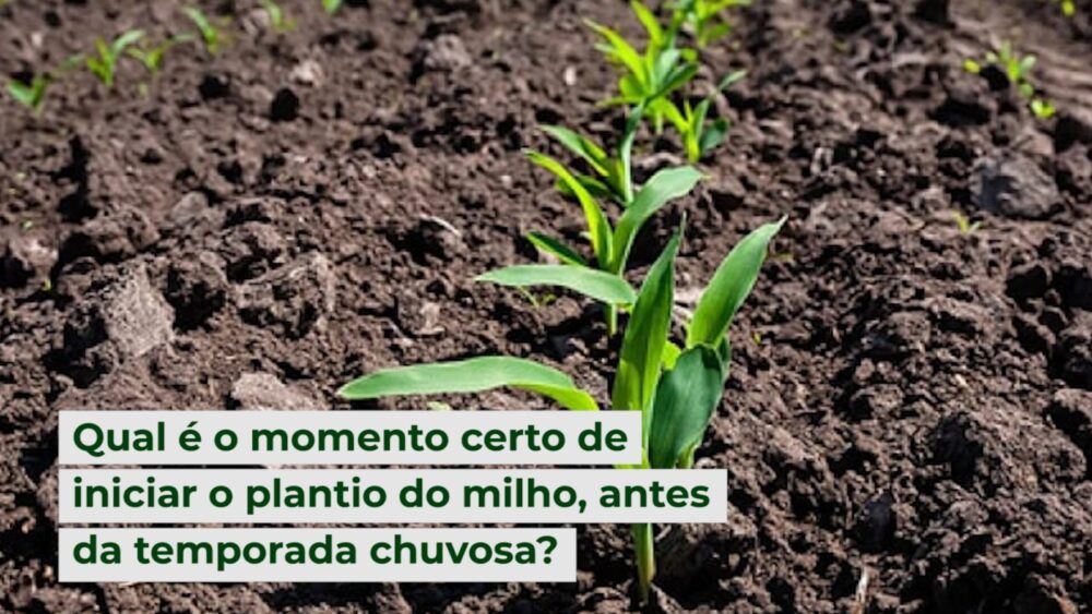 Qual é o momento certo de iniciar o plantio do milho, antes da temporada chuvosa?