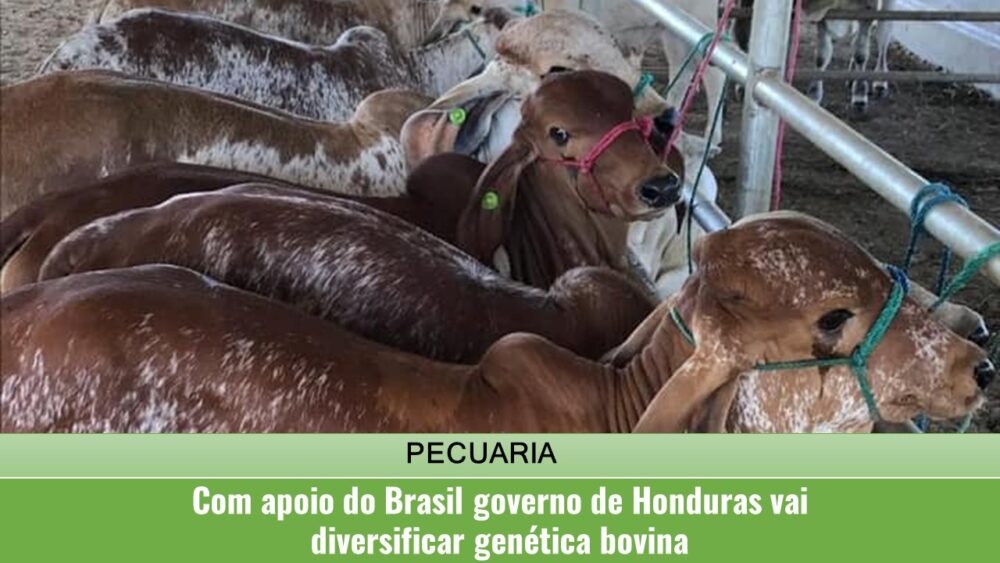 Com apoio do Brasil governo de Honduras vai diversificar genética bovina