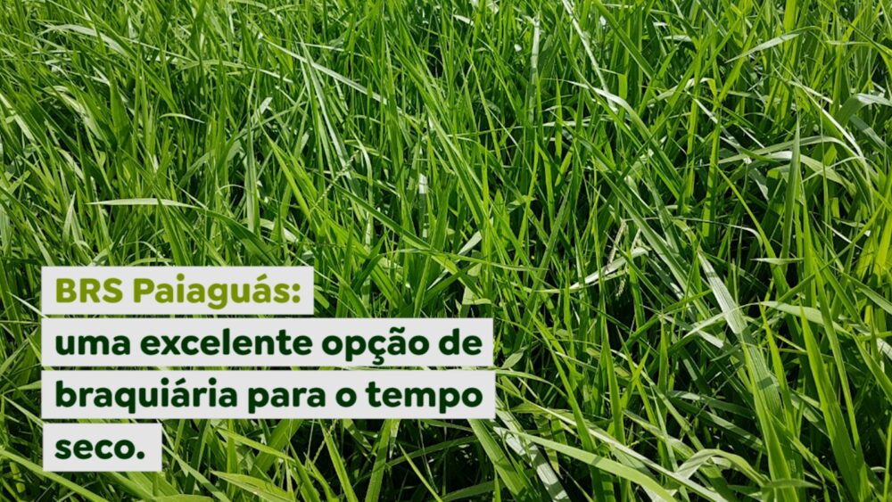 BRS Paiaguás: uma excelente opção de braquiária para o tempo seco