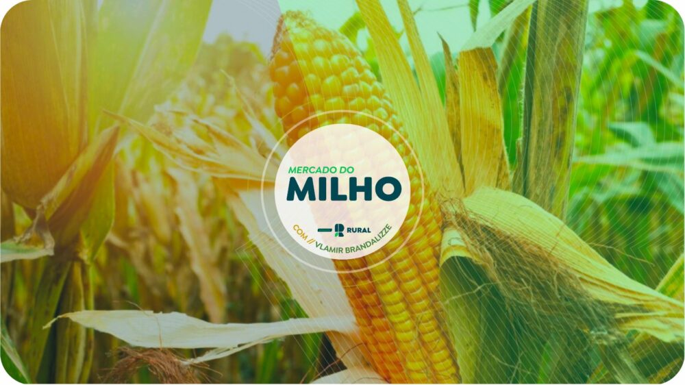 Mercado do milho acomodado no Brasil; Safrinha atinge 50% do plantio