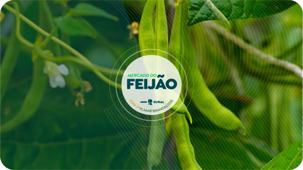 Produtores de feijão de qualidade devem segurar vendas para março