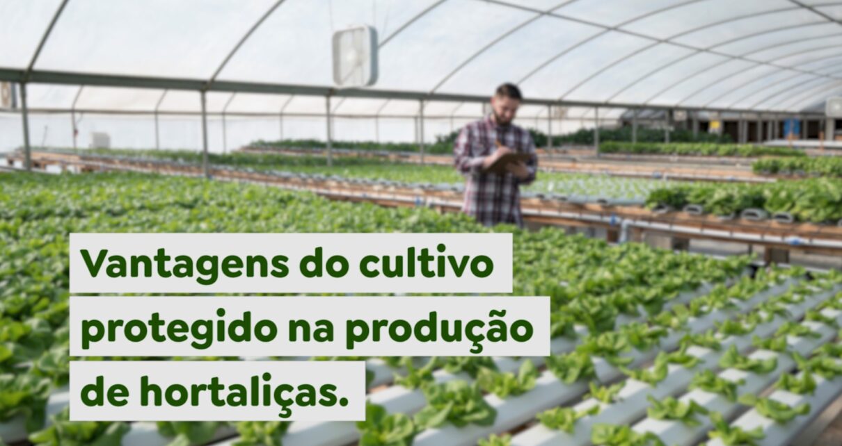 Vantagens do cultivo protegido na produção de hortaliças - Paracatu Rural