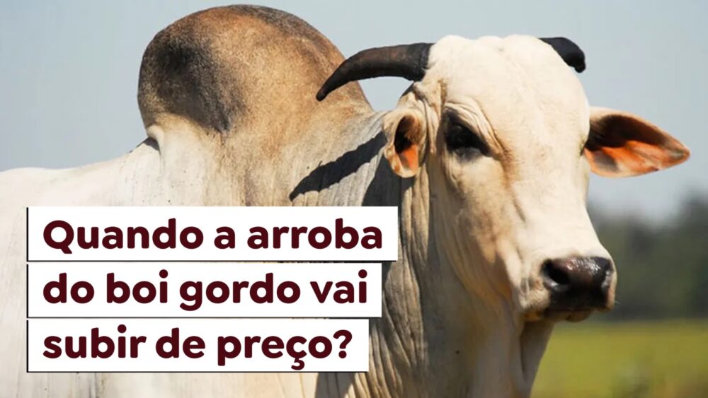 Quando a arroba do boi gordo vai subir de preço? - Paracatu Rural