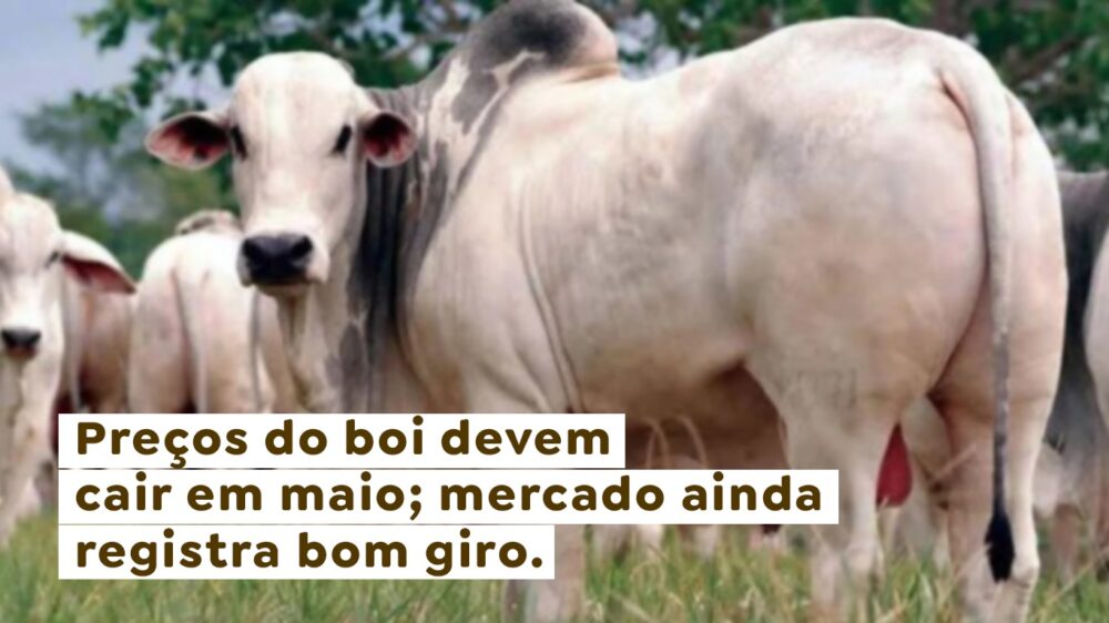 Preços do boi devem cair em maio; mercado ainda registra bom giro