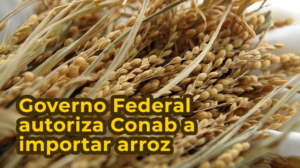 Governo Federal autoriza Conab a importar arroz