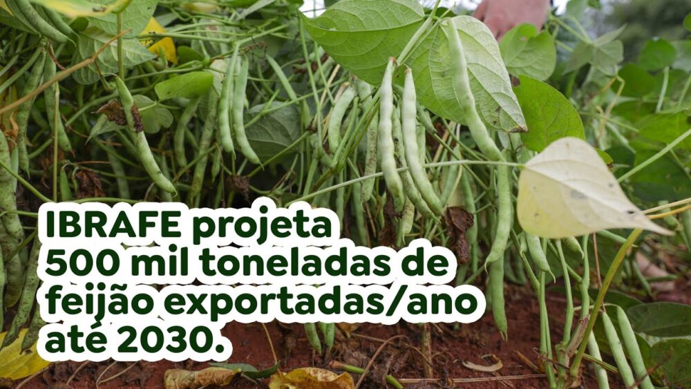 IBRAFE projeta 500 mil toneladas de feijão exportadas/ano até 2030