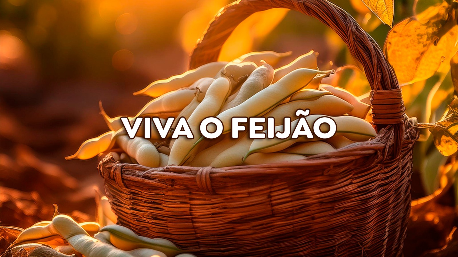 Preços do feijão preto podem melhorar durante a entressafra