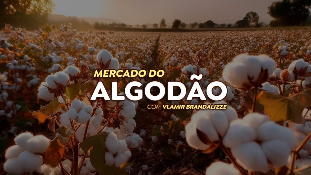 Demanda fraca pelo algodão a nível mundial preocupa o setor