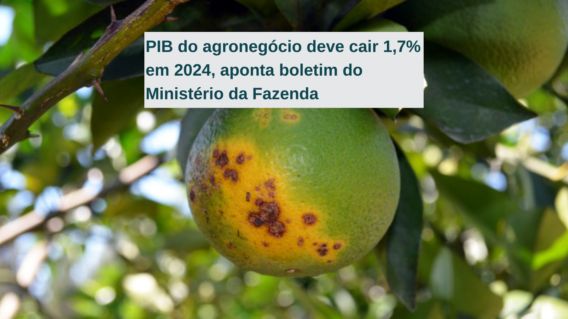 PIB do agronegócio deve cair 1,7% em 2024, aponta boletim do Ministério da Fazenda