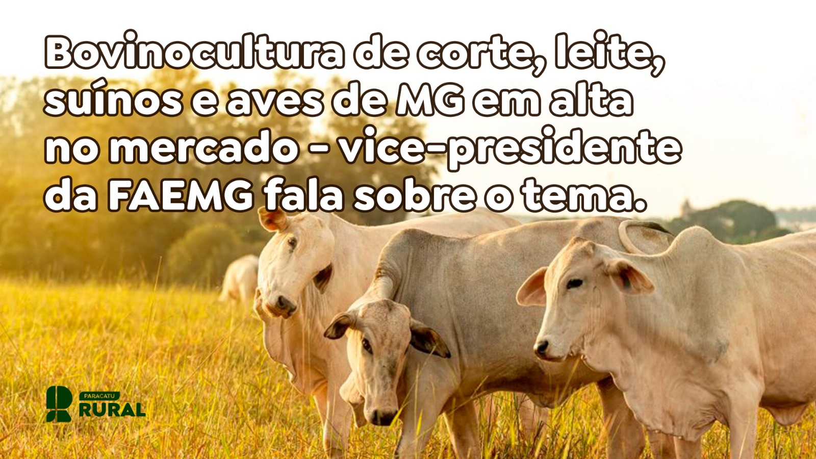 Bovinocultura de corte, leite, suínos e aves de MG em alta no mercado