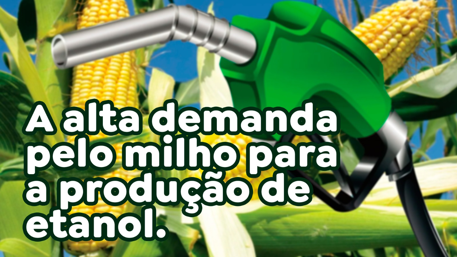 A alta demanda pelo milho para a produção de etanol.