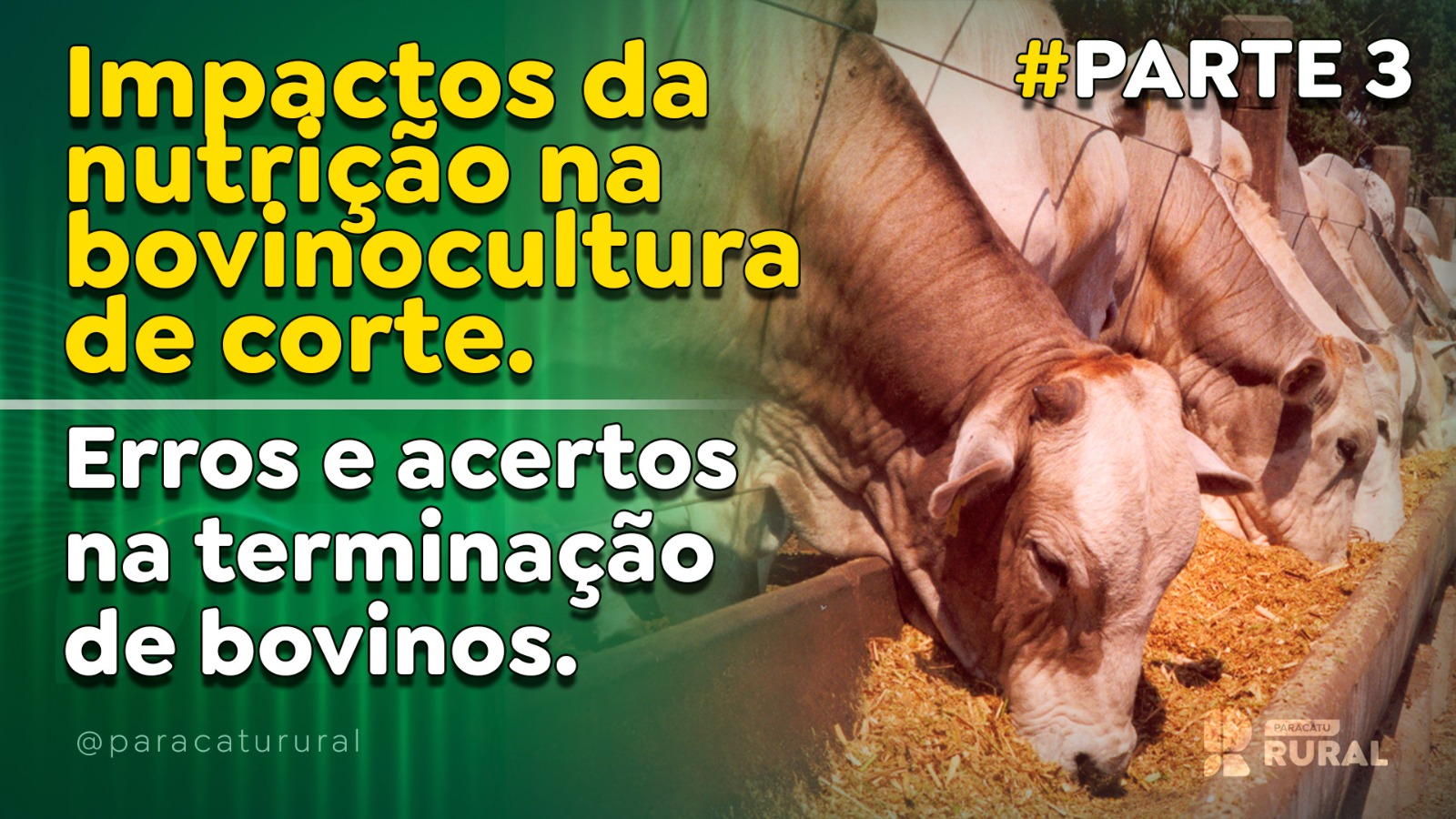 Impactos da nutrição na bovinocultura de corte: erros e acertos na terminação dos bovinos